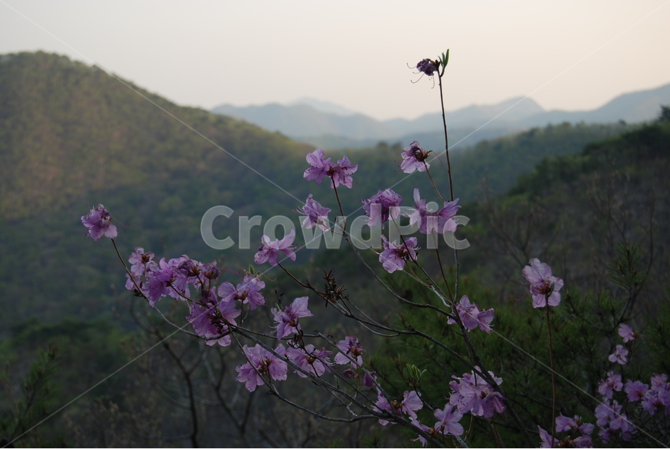 대운산,봄,자연,휴양림,공원,자연,풍경,nature,landscape,식물,plants,꽃,flower,plant,blossom,geranium,제라늄