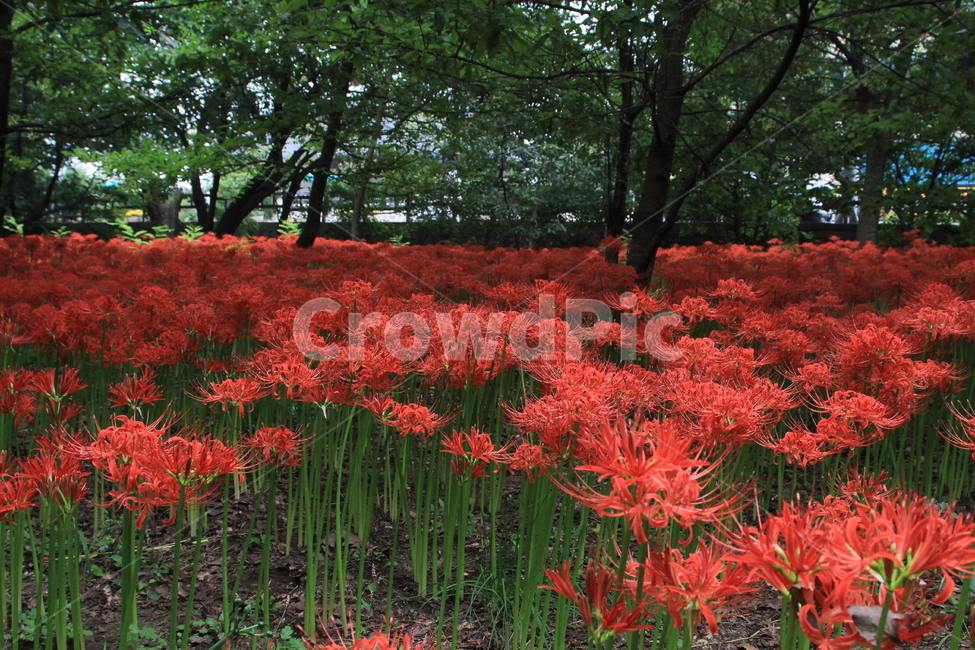 경상남도,함양군,상림공원,꽃무릇,상사화,야생화,가을,자연,풍경,nature,landscape,식물,plants,꽃,flower,plant,blossom