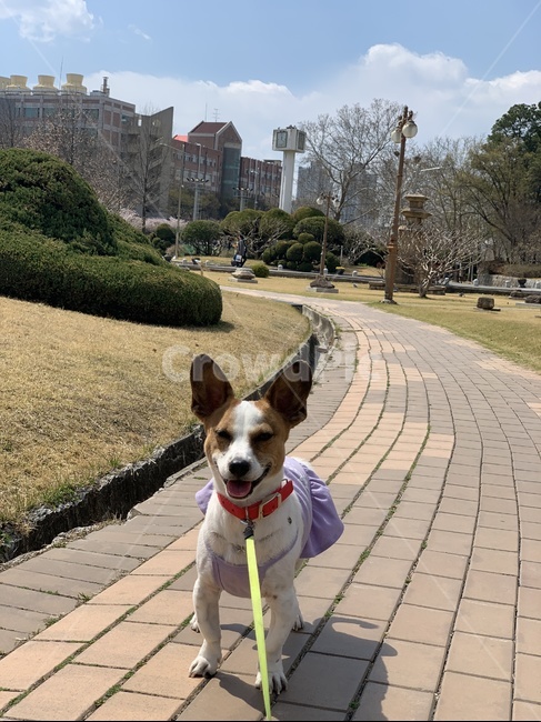 강아지,강아지웃음,강아지미소,반려견,반려견미소,동물,animal,포유류,mammal,개,강아지,dog,doggy