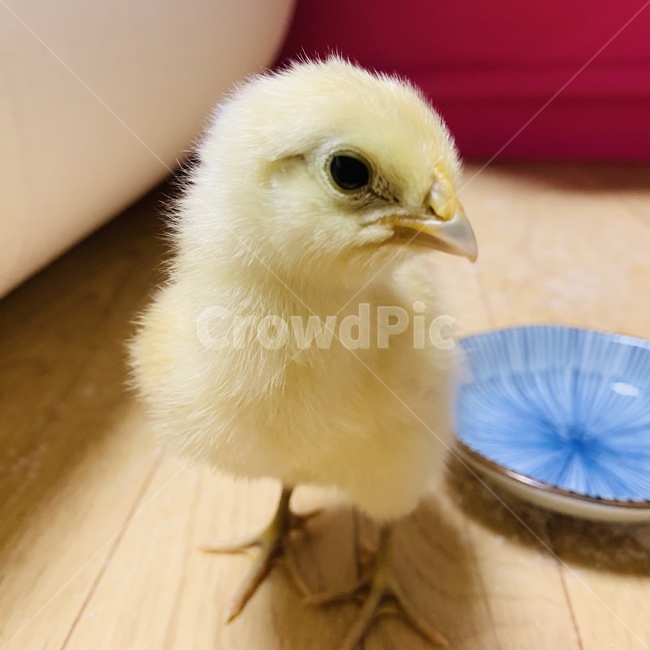 병아리,새끼,동물,조류,토종닭,동물,animal,조류,새,birds