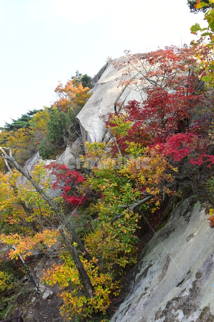 가을,단풍,자연,풍경,북한산,잎,단풍잎,붉은,나무,계절,계곡,숲,힐링,plant,fall,autumn,season,forestnature,landscape,한국자연풍경,한국자연경관,korea,tree,maple,leaf,가을,계절,fall,autumn,season,자연,풍경,nature,landscape,식물,plants,나무,trees,wood,outdoors,옥외