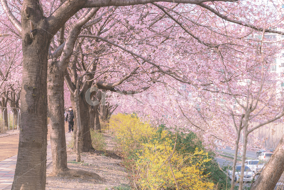 plant,식물,감성사진,벚꽃,풍경,봄,계절,spring,season