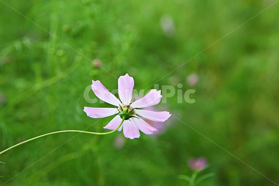 코스모스,꽃,꽃잎,식물,자연,공원,가을,가을꽃,식물,자연,plants,nature,꽃,flower