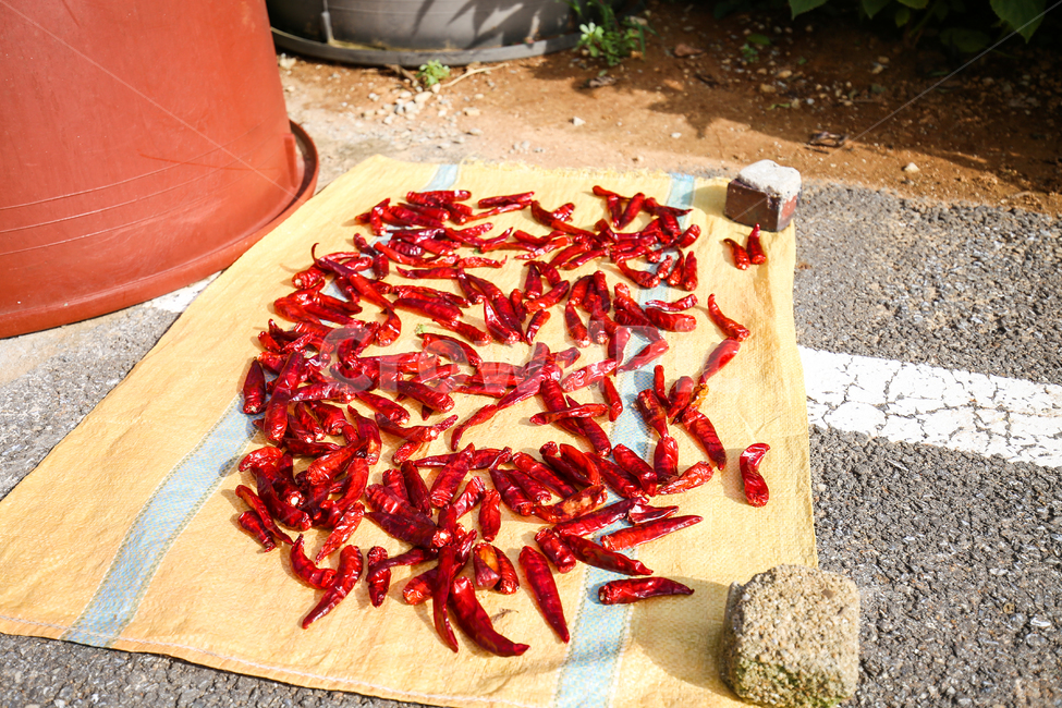 일상,스냅,고추,시골,풍경,돌,도로,canon,snap,감성,Scenery,countryside,chili,daily,음식,식재료,요리,food,cook,meal,dishes,food reserves,채소,야채,vegetables