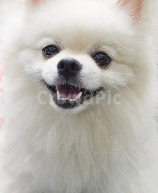 강아지,포메라니안,털,질감,흰색,하얀색,눈,코,입,얼굴,귀,애완동물,개,동물,animal,포유류,mammal,개,강아지,dog,doggy,감정표현,기분,feeling,emotion