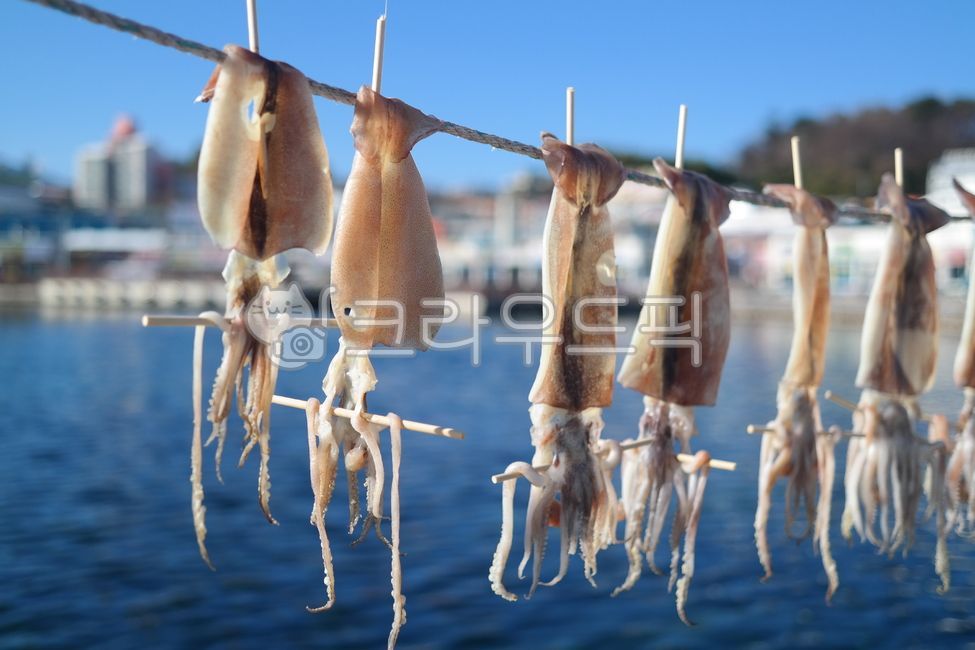 seafood,fishing,dried squid,dry,sea breeze,Semidried squid,food,dried fish,driedsquid,fishing village,ocean,calamari,weather,ingredients,squid