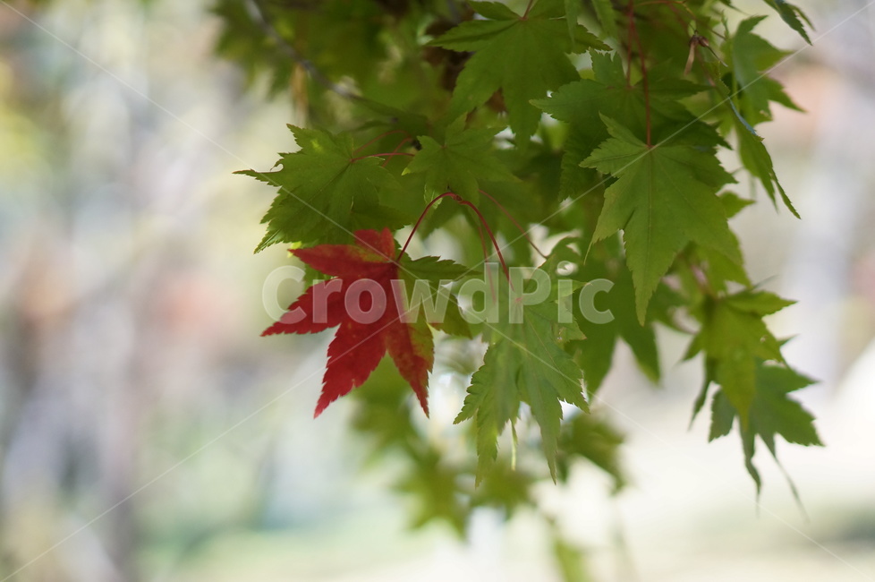 단풍,가을,풍경,나무,빨강,leaf,잎,plant,식물,tree,maple