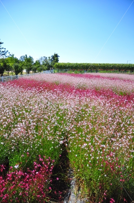 한국,양주,나리공원,꽃밭,가을,하늘,나무,꽃,밭,분홍색,색깔,park,flowers,flowergarden,autumn,sky,trees,garden,pink,color,자연,풍경,nature,landscape,가을,계절,fall,autumn,season,outdoors,옥외