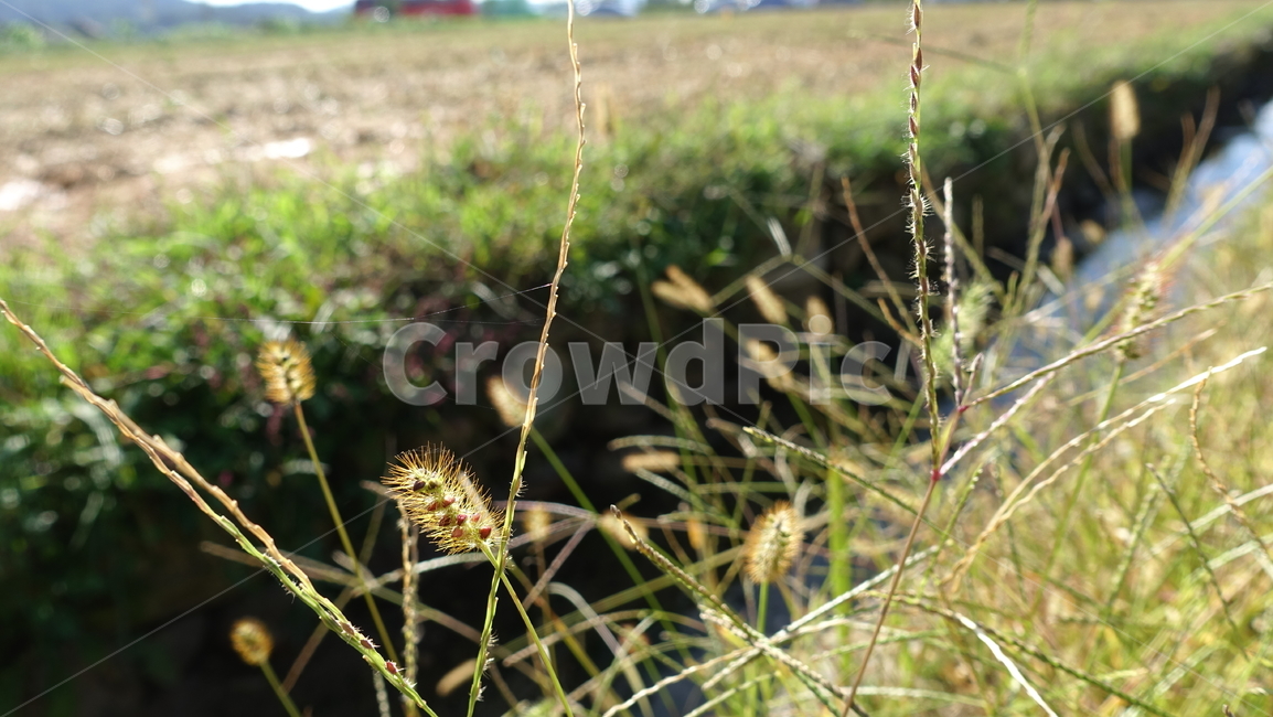강아지풀,plant,grass,풀,식물,들풀,가을,yellow,green,brown