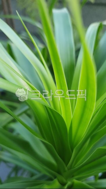 드라코,개업화분,화분,반려식물,식물,공기정화식물,정화,가을,녹색,연두,화분식물,광합성,엽록체,자연,계절,오후,반려,초록색