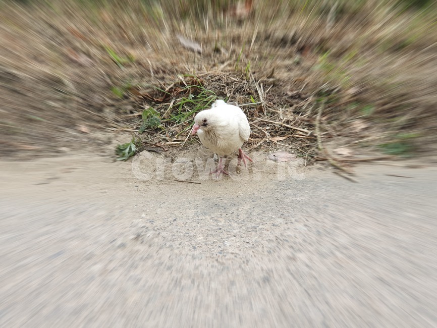 bird,새,animal,동물,길,조류,새,birds
