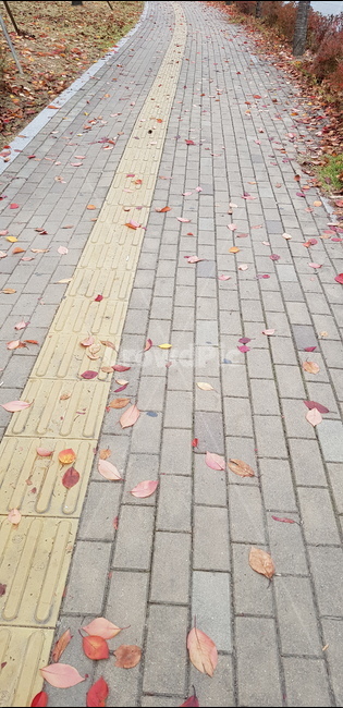 나무잎,낙엽,갈색,자연,nature,감성,길,가을,계절,fall,season