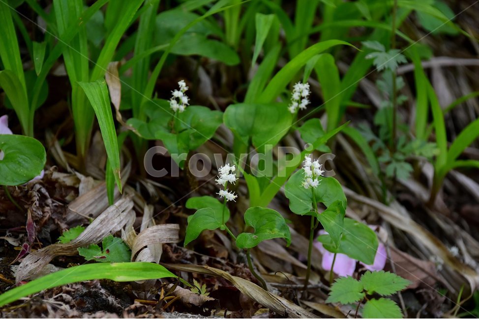 두루미꽃,야생화,꽃,식물,자연,생태,플라워,flower,plants,nature,식물,자연,plants,nature,꽃,flower