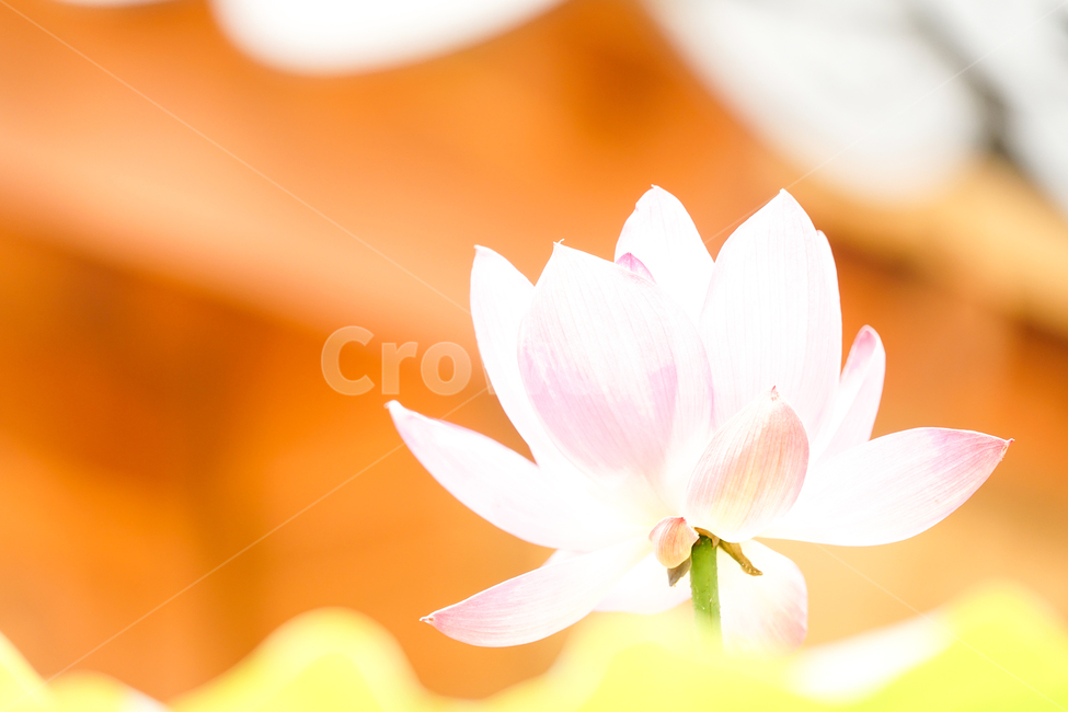 plant,식물,꽃,flower,연꽃,lotus,식물,자연,plants,nature,꽃,flower