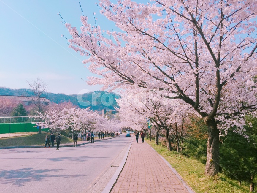 봄,벚꽃,벗꽃,핑크,핑크핑크,벚꽃길,벗꽃길,도로,봄도로,꽃길,꽃도로,따뜻함,봄,계절,spring,season,자연,풍경,nature,landscape,사람들,대중,군중,other people,crowd,plant,식물,flower,꽃,blossom