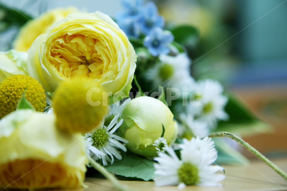 노란장미,노란색,장미,꽂장식,노란장미클로즈업,꽃배경소스,꽃,flower