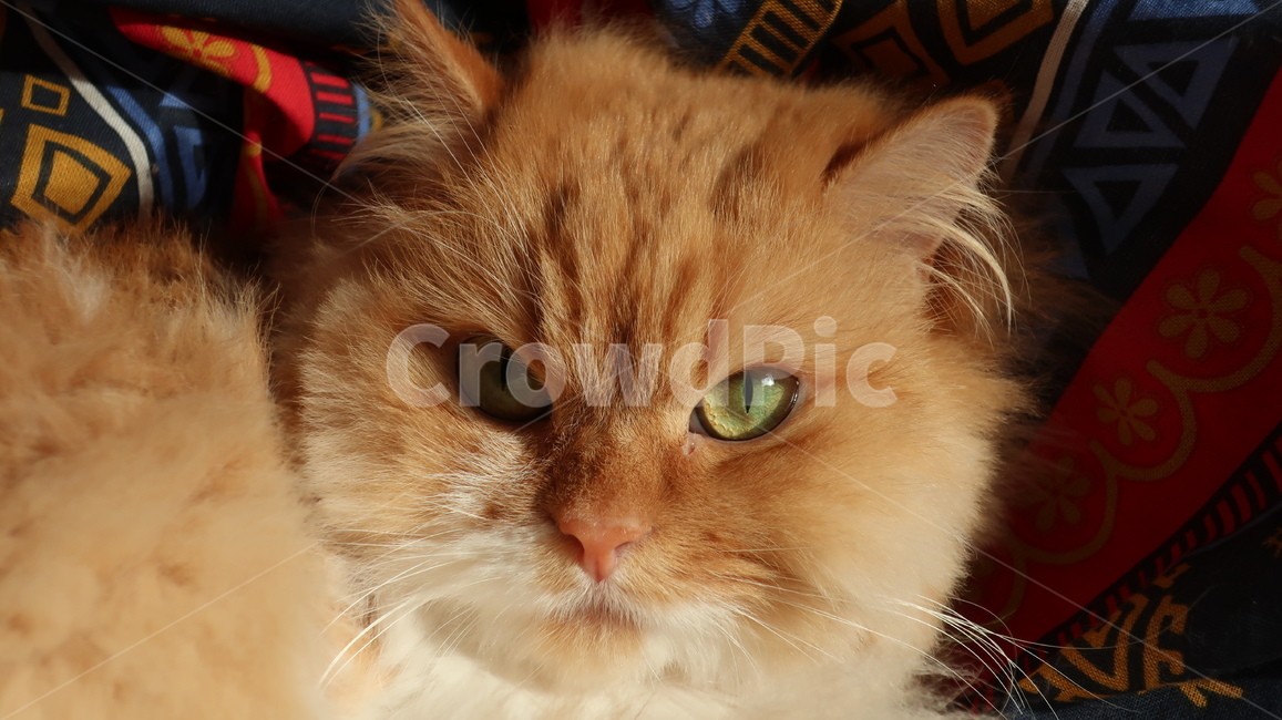 아기고양이,고양이,페르시안,노란고양이,치즈고양이,페르시안친칠라,귀여운,반려동물,애완동물,cat,kitten,kitty,포유류,자연,동물,animal,mammal,반려묘,페르시안고양이,품종묘,동물,animal,포유류,mammal,고양이,cat,kitten,kitty