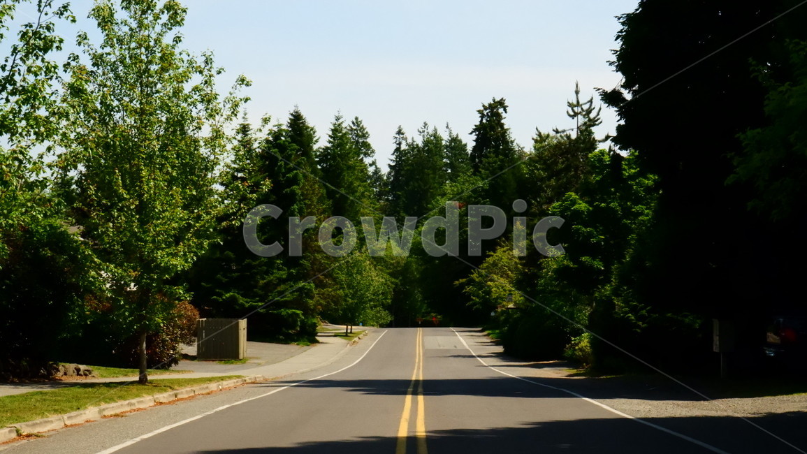 도로,숲길,텅빈도로,나무,산책길,필름,path,highway,tree,forest,film