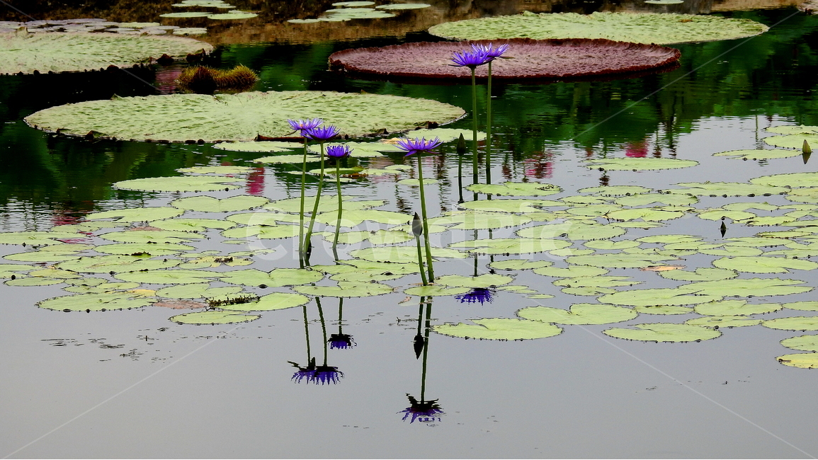 식물,꽃,연못,여름,풍경,식물,자연,plants,nature,꽃,flower