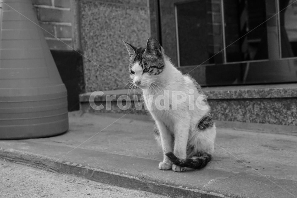 길고양이,고양이,흑백,cat,길냥이,동물,동물,animal,포유류,mammal,고양이,cat,kitten,kitty,흑백,모노톤,monochrome,black and white