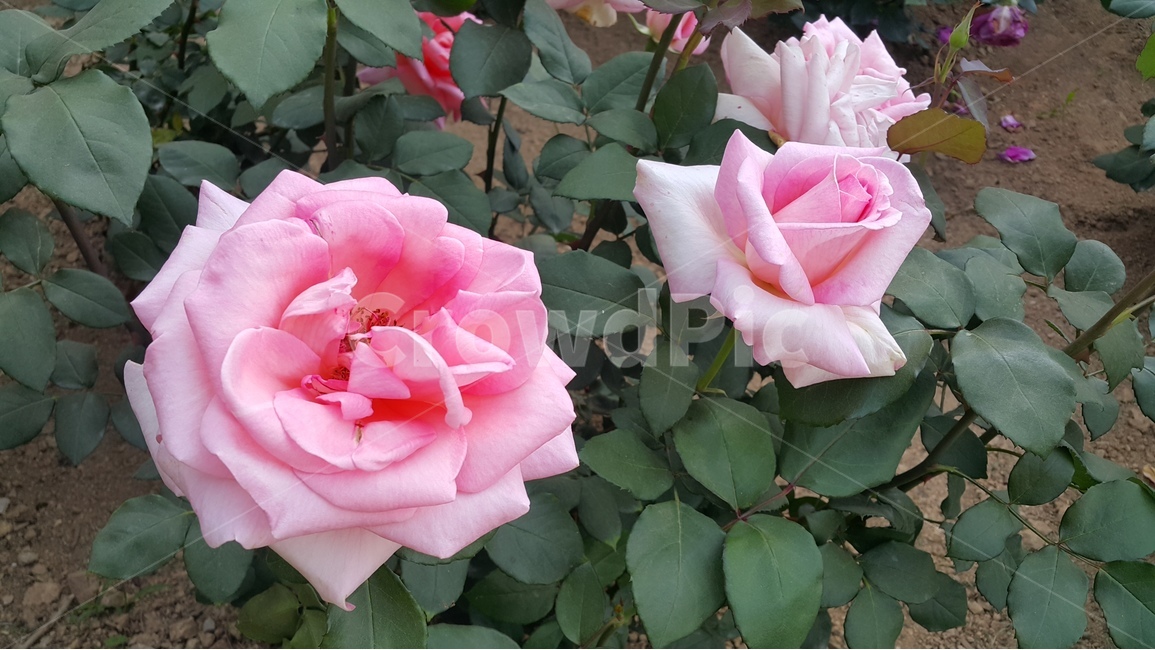 분홍장미,장미꽃,장미축제,꽃향기,장미공원,식물,자연,plants,nature,꽃,flower