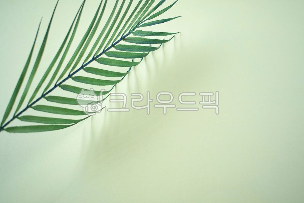 shadow,pattern,mint color,frond,summer,White space,palm tree,fluttering,leaves,copy space,stripe,green,natural,nature,tree,emptied,abstract,leaf,tropical,pointed,blue,light,tropics,background,plant,silhouette,loose