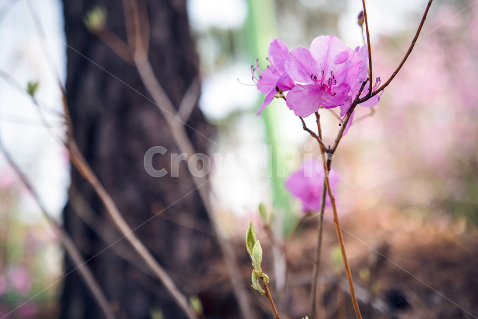진달래,봄,꽃,azalea,flower,봄,계절,spring,season,식물,자연,plants,nature,꽃,flower,plant,geranium,제라늄,blossom
