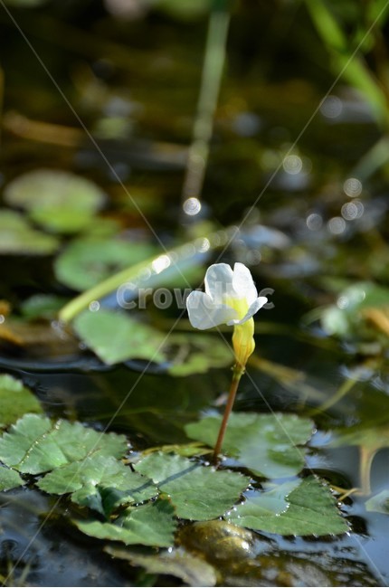 다섯가시수염마름꽃,참깻과,희소식물,수생식물,침수성,여러해살이풀,물풀,식물,자연,plants,nature,꽃,flower