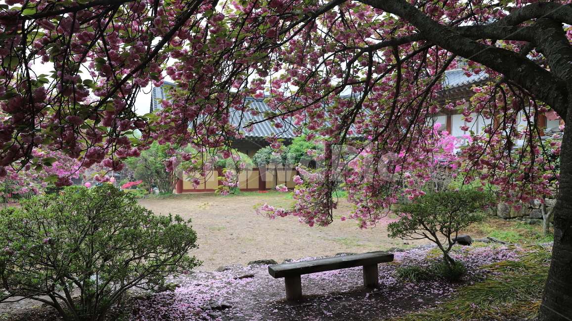선암사겹벚꽃,분홍꽃,자연,식물,꽃,풍경,의자,경치,화사함,절,벤치,bench,나무의자,핑크,왕벚꽃,봄,계절,한국