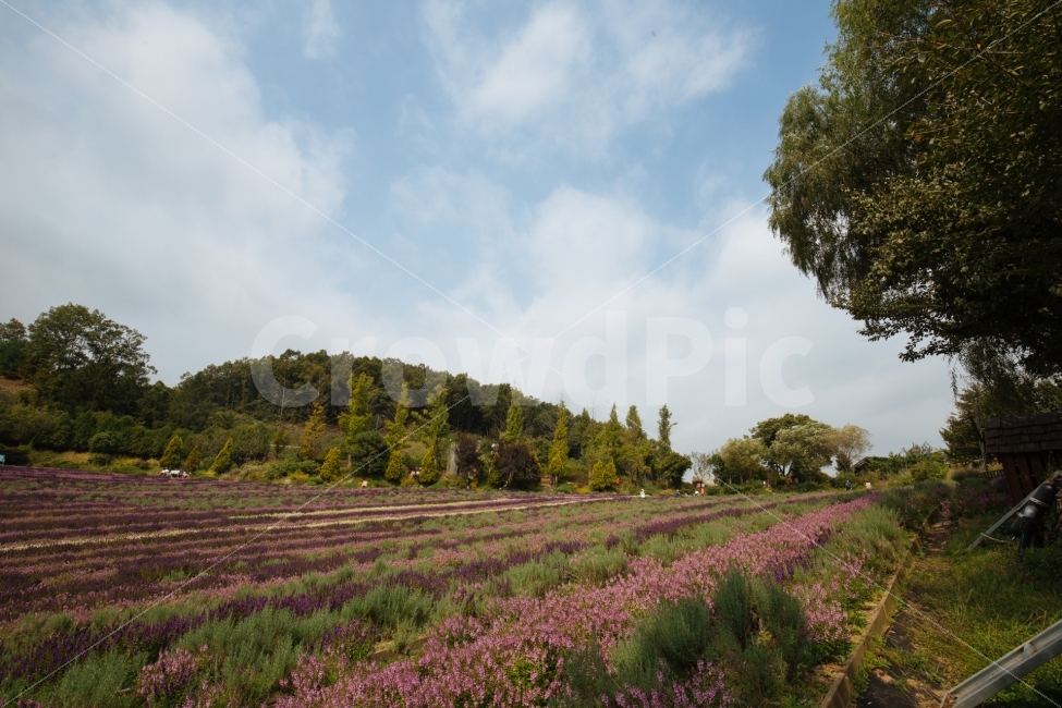 가을,하늘,식물,꽃,감성,자연,풍경,nature,landscape,plant