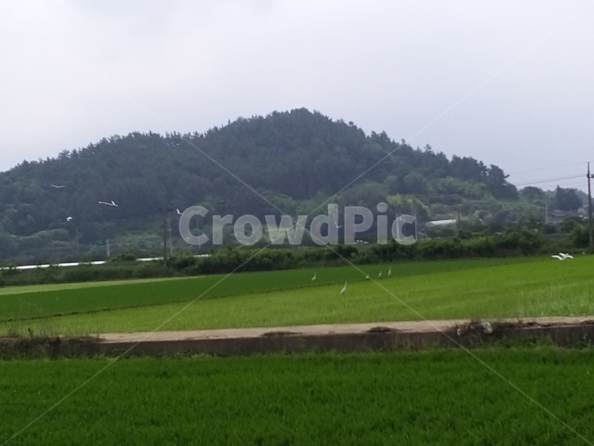 논,산,시골,풍경,countryside