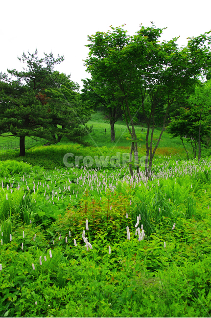 식물,꽃,flower,color,하늘,구름,풍경,풍광,자연,nature,landscape,나무,초록,자연,풍경,nature,landscape,field,들,grassland,목초지,outdoors,옥외,farm,농장,rural,농촌,meadow