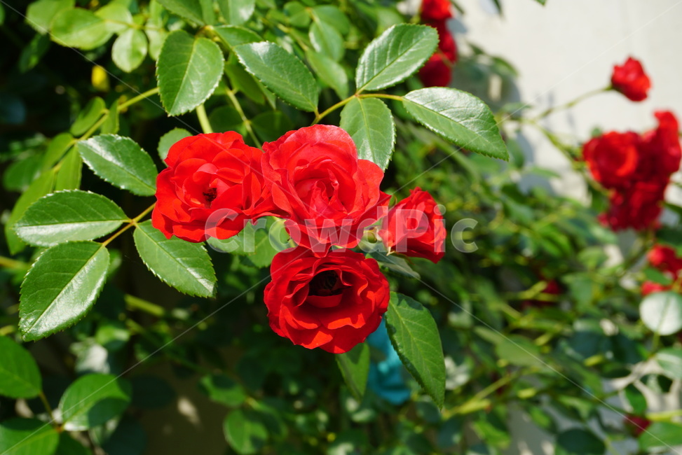 장미,장미꽃,rose,봄꽃,봄,빨강,배경,식물