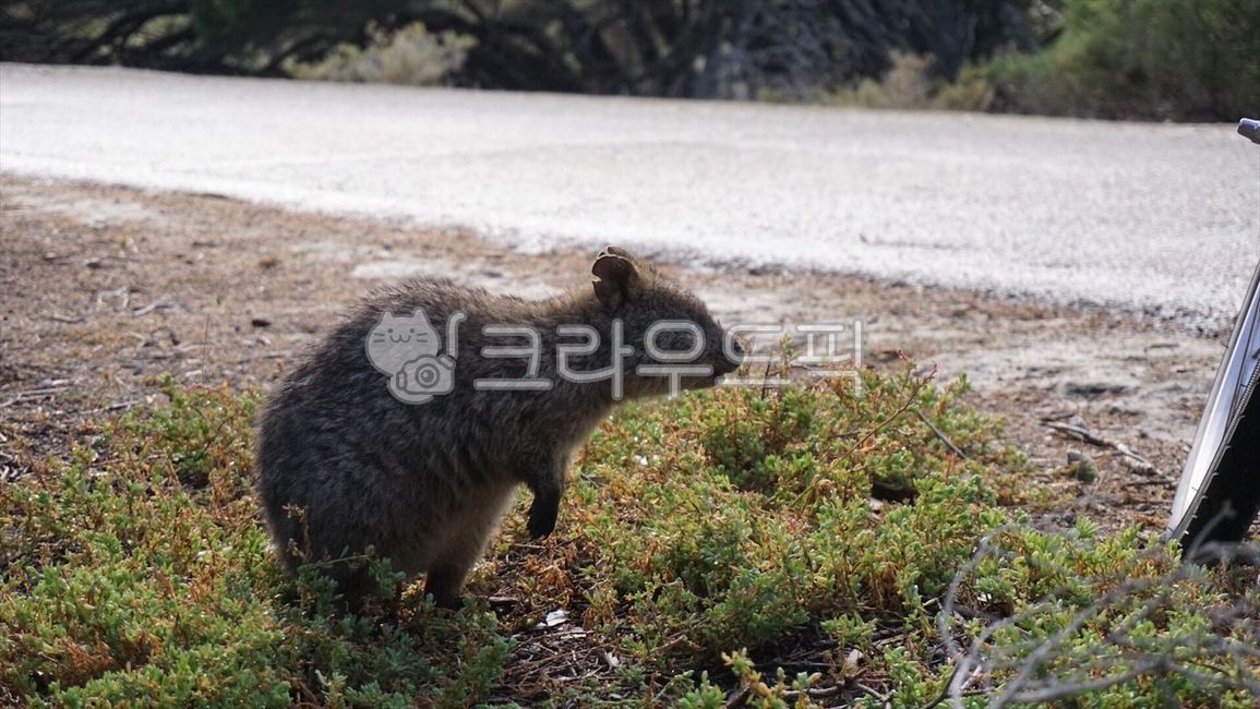 Rottnest Island,rottnest,animal,australia,quokka