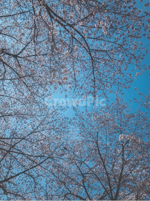 벚꽃,봄,감성,파란하늘,flower,봄,계절,spring,season,식물,자연,plants,nature,꽃,flower,tree,나무,plant