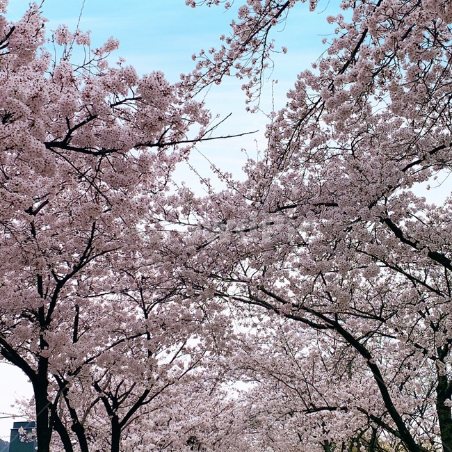 대한민국,대구,나무,수성못,벚꽃,하늘,식물,꽃,flower,blossom,cherryblossom,sky