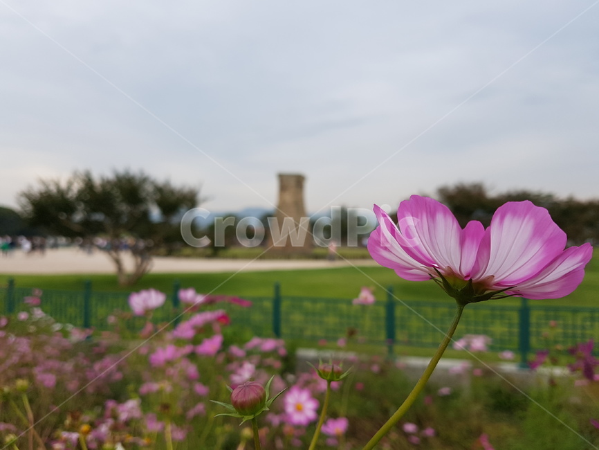 꽃,문화재,경주,배경,근접사진,식물,자연,plants,nature,꽃,flower