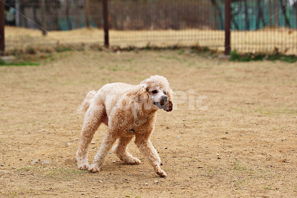 스텐다드푸들,개,애완견,운동,배경,동물,animal,포유류,mammal,개,강아지,dog,doggy