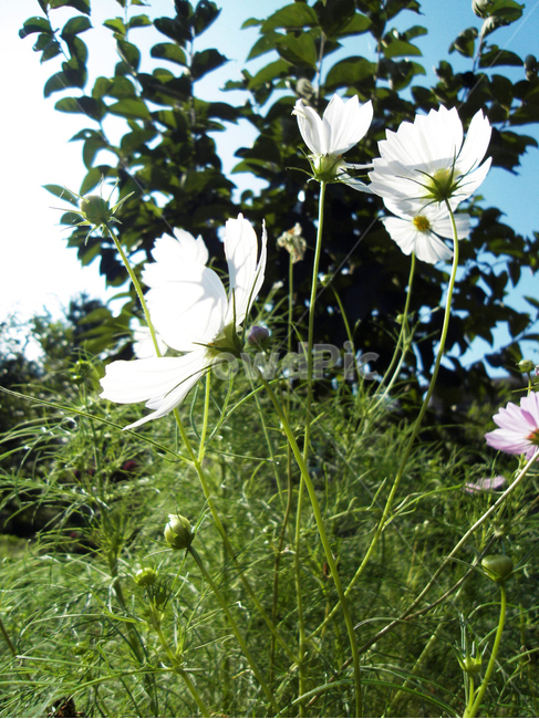 코스모스,꽃,가을,flower,식물,식물,자연,plants,nature,꽃,flower