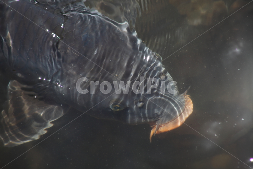 잉어,민물고기,물고기,관상어,carp