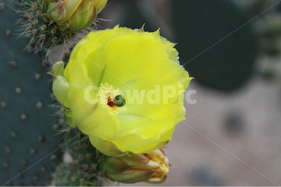 선인장꽃,꽃,식물,자연,감성사진,식물,자연,plants,nature,꽃,flower