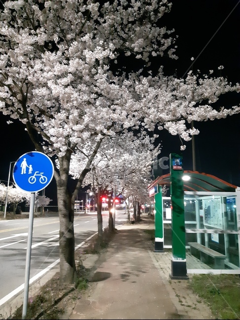 sidewalk,cherry tree,bicycle path,sign,sidewalk road,cherry blossom,Bus stop