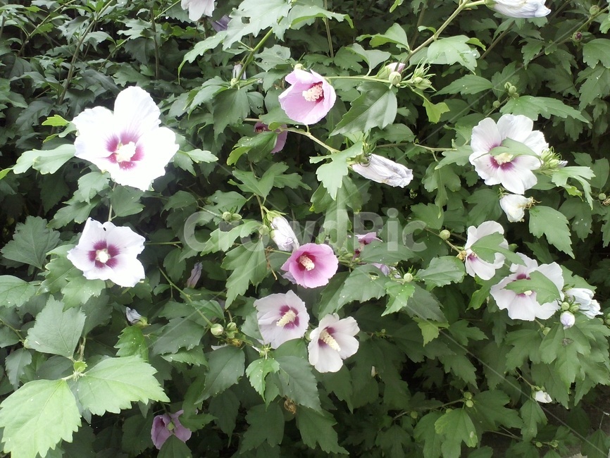 나무,무궁화꽃,나라꽃,식물,plant,flower,blossom,무궁화,roseofsharon,아욱과,낙엽관목,無窮花