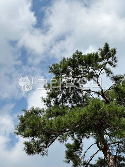 소나무,구과식물,전나무,pine,treetrunk,tree,나무,여름,하늘,구름