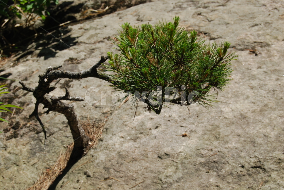 가령산,충북,국립공원,등산로,자연학습원,식물,자연,plants,nature,나무,trees,wood