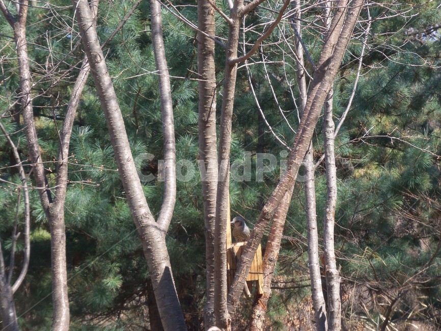 새먹이,먹이통,산새,산새먹이,새
