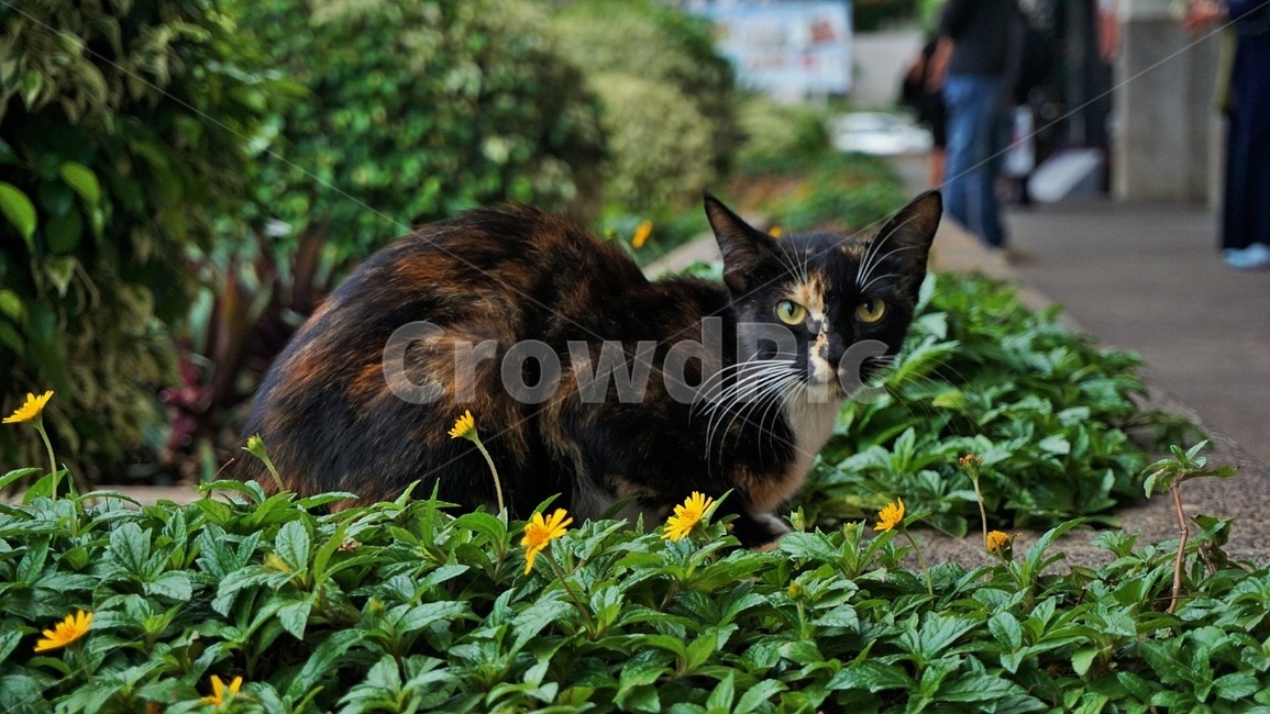 고양이,cat,풀,grass,animal,동물,동물,animal,포유류,mammal,고양이,cat,kitten,kitty