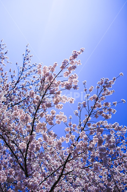 벚꽃,cherryblossoms,blossom,봄,벚꽃나무,하늘