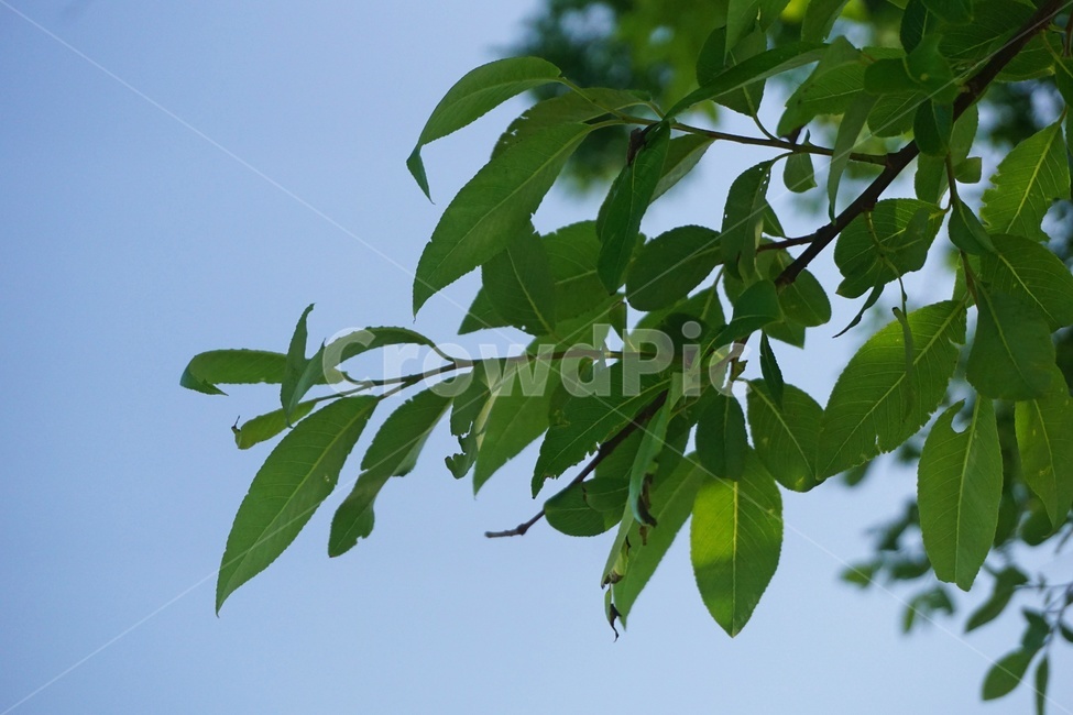 하늘,나무,나뭇잎,leaf,tree,sky,식물,자연,plants,nature