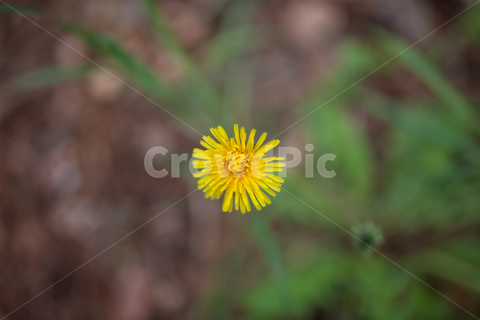 식물,꽃,flower,들꽃,봄,식물,자연,plants,nature,꽃,flower